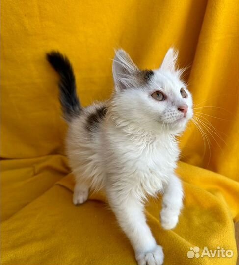 Милаш Каспер