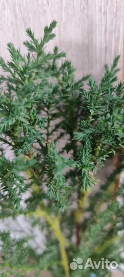 Быстрорастущие хвойные