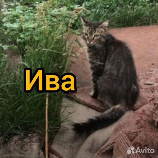 Кошка в дар