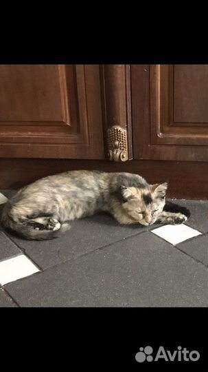 Кошечка в добрые руки