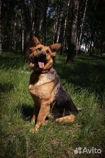 Немецкая овчарка