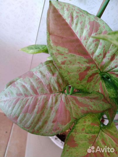 Сингониумы сортовые