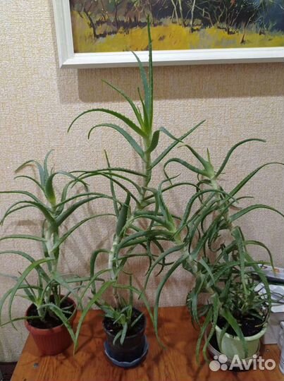 Алоэ трёхлетние