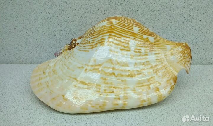Стромбус Латиссимус 16,5 морская ракушка раковина