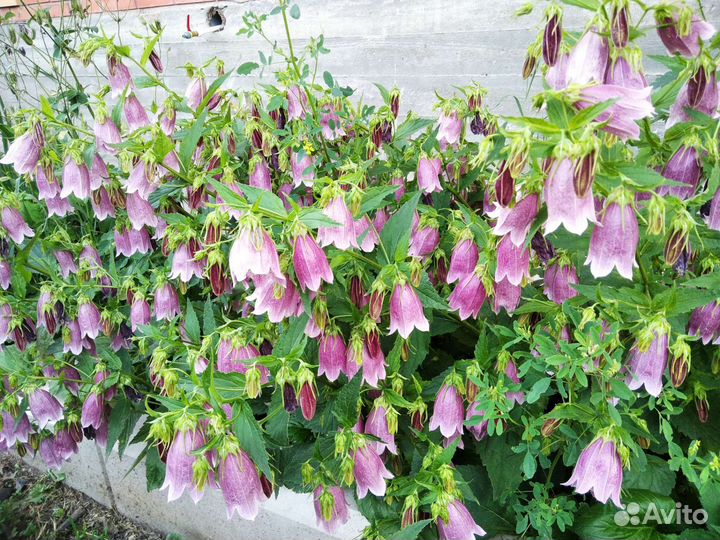 Многолетние цветы