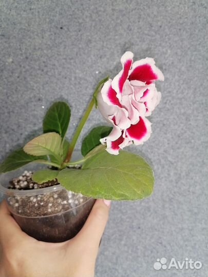 Глоксиния махровая