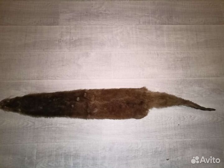 Шкура выдры