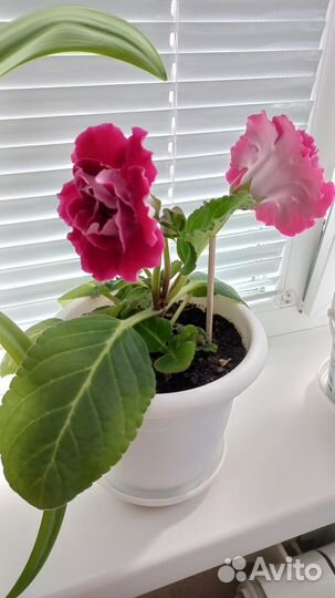Продается глоксиния цветок