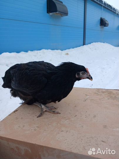 Куры Несушки