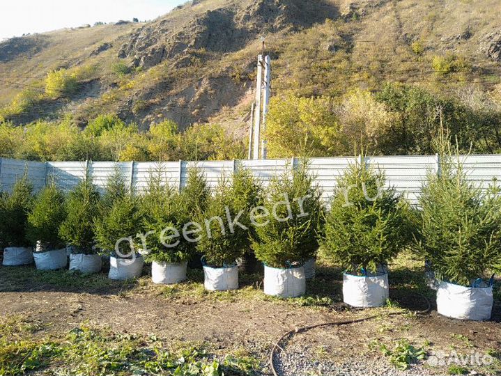 Саженцы Ель Сибирская 180-220см Экстра