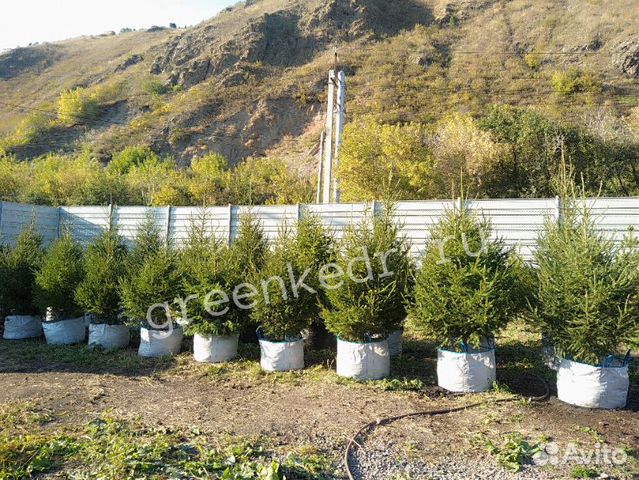 Саженцы Ель Сибирская 180-220см Экстра