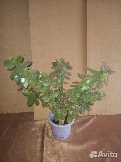 Денежное дерево толстянка