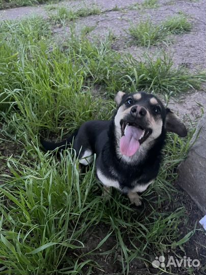 Выгуливаю собак