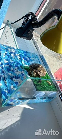 Красноухая черепаха в добрые руки