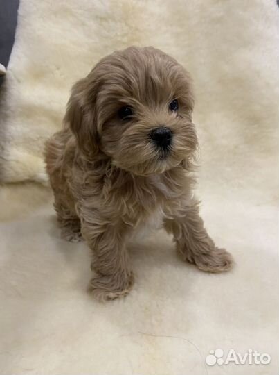 Мальтипу f1 mini девочка