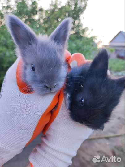 Декоративные кролики