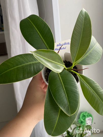 Фикусы сортовые шривериана, мелани