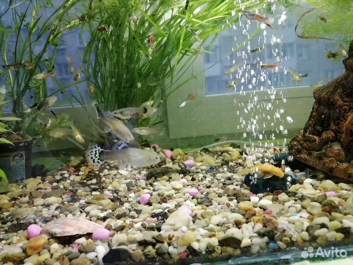 Продам гуппи девочек