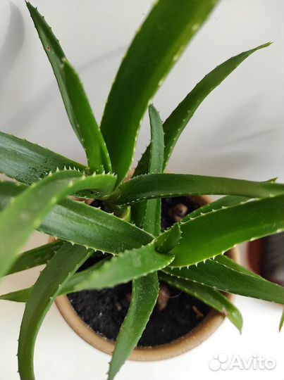 Алоэ. Комнатные растения