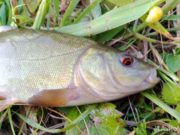 Прудовая рыба для зарыбления