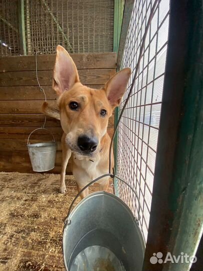 Собаки из приюта в добрые руки, помощь