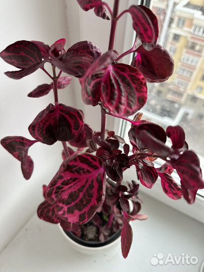 Ирезине / Красное сердце