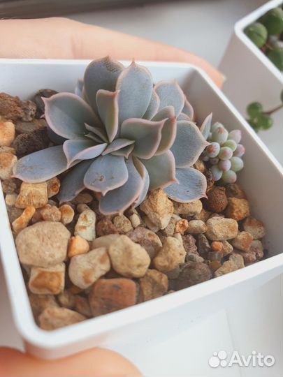 Суккуленты детки