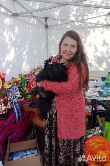 Мальчик ши-тцу выставочный от чемпиона