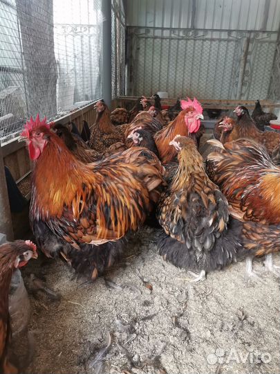 Яйцо инкубационное орпингтона золотоокаймленного