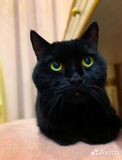 Малышка, ласковая кошечка Масюша ищет семью