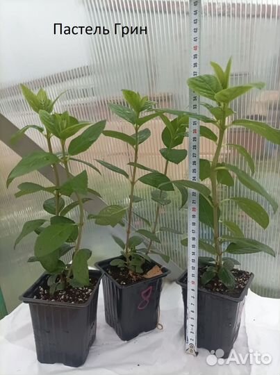 Гортензия метельчатая саженцы