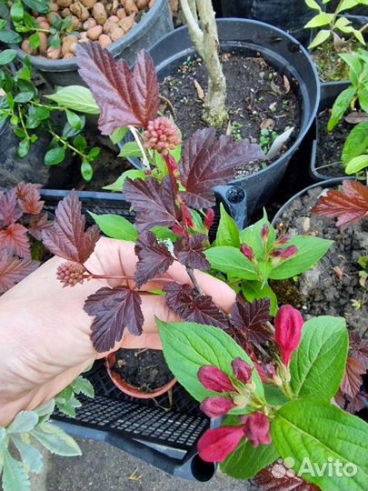 Пузыреплодник