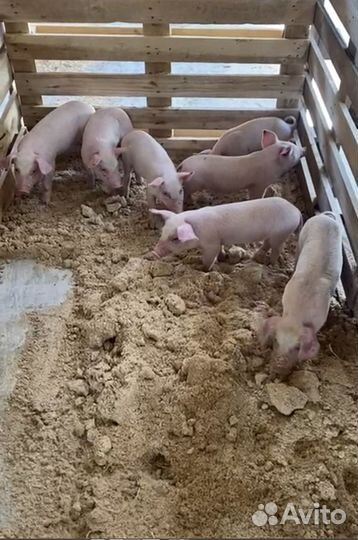 Поросята ландрас