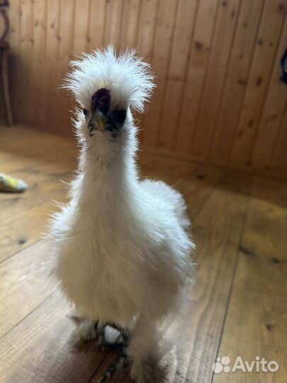 Китайские шелковые петушки