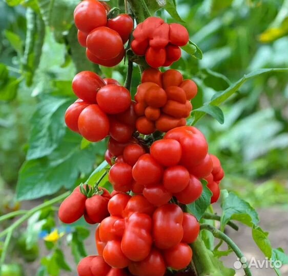 Томат Вояж семена