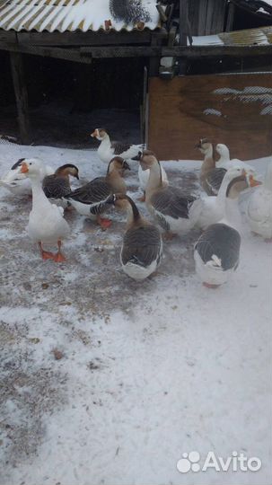 Яйца куриные,гусиные, на инкубацию