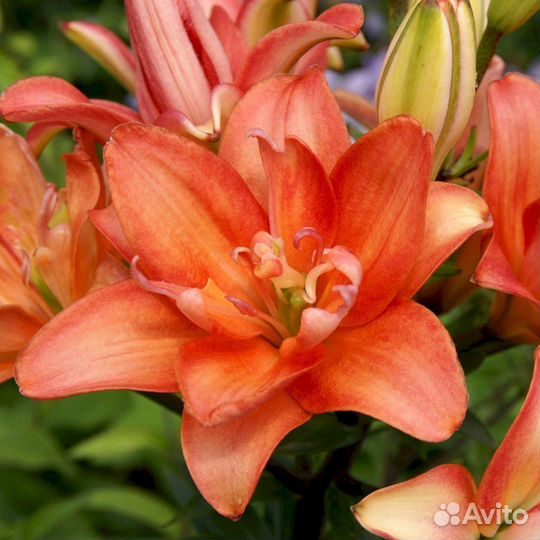 Лилия саженцы Кеб Латте