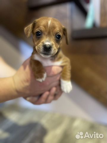 Маленькая собака в добрые руки бесплатно объявление продам