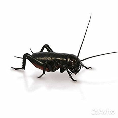 Кормовые насекомые