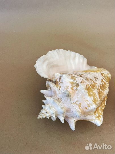 Набор ракушек