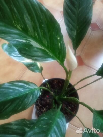 Спатифиллум (сорт Джемини)