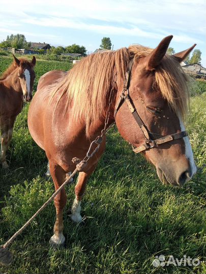 Продам лошадь