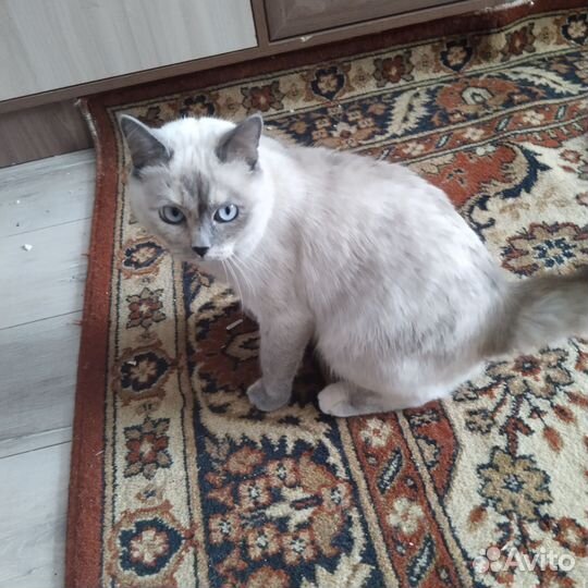 Отдам кошку