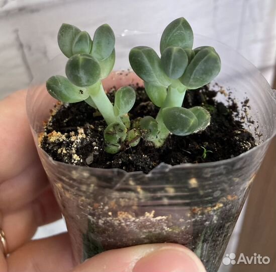 Суккуленты