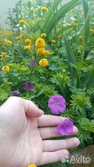 Садовые цветы и растения