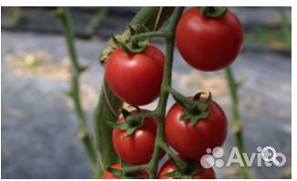 Семена Томата 