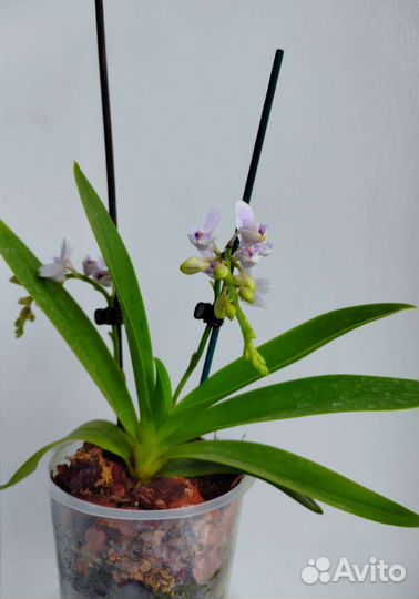 Орхидея фаленопсис Сапфир