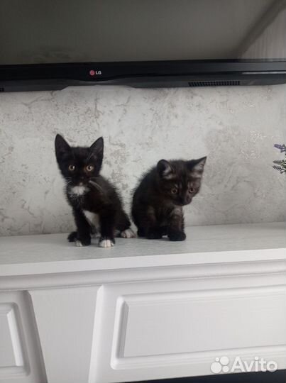 Отдам в добрые руки котят приучены к лотку