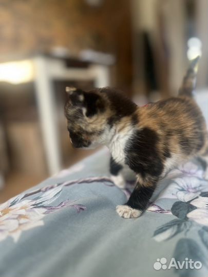Котенок девочка трехцветная