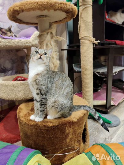 Кошка в добрые ручки